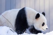 Giant panda Qing Bao explores her snow-covered outdoor habitat Jan. 8, 2025. Credit: Roshan Patel/Smithsonian's National Zoo and Conservation Biology Institute