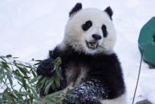 Giant panda Qing Bao eats bamboo in her snow-covered outdoor habitat Jan. 8, 2024. Credit: Roshan Patel/Smithsonian's National Zoo and Conservation Biology Institute