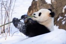 Giant panda Qing Bao eats bamboo in her snow-covered outdoor habitat Jan. 8, 2024. Credit: Roshan Patel/Smithsonian's National Zoo and Conservation Biology Institute