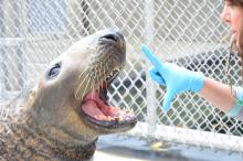 Photo of a male gray seal opening his mouth during a training session. A zoo keeper is on the righthand side of the image, cueing the seal to open his mouth.