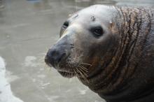 Photo of Gunther, an adult male gray seal. Gunther is beside a shallow body of water, looking at the viewer.