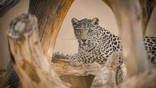 The Smithsonian’s National Zoo and Conservation Biology Institute and the Royal Commission for AlUla announced an agreement May 13 involving the international conservation and loan of critically endangered Arabian leopards from Saudi Arabia. Royal Commission for AlUla The Smithsonian’s National Zoo and Conservation Biology Institute and the Royal Commission for AlUla announced an agreement May 13 involving the international conservation and loan of critically endangered Arabian leopards from Saudi Arabia. Royal Commission for AlUla