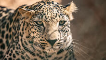 The Smithsonian’s National Zoo and Conservation Biology Institute and the Royal Commission for AlUla announced an agreement May 13 involving the international conservation and loan of critically endangered Arabian leopards from Saudi Arabia. Royal Commission for AlUla The Smithsonian’s National Zoo and Conservation Biology Institute and the Royal Commission for AlUla announced an agreement May 13 involving the international conservation and loan of critically endangered Arabian leopards from Saudi Arabia. Royal Commission for AlUla