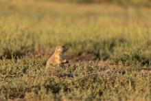 Photo of a prairie dog in short grass.