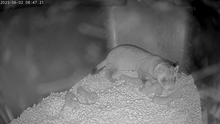 Animal care staff at NZCBI’s Front Royal, Virginia, campus welcomed a litter of eight black-footed ferret kits born to mother Aristides (above) and father ColeS. Animal care staff at NZCBI’s Front Royal, Virginia, campus welcomed a litter of eight black-footed ferret kits born to mother Aristides (above) and father ColeS.