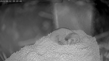 Animal care staff at NZCBI’s Front Royal, Virginia, campus welcomed a litter of eight black-footed ferret kits born to mother Aristides (above) and father ColeS. Photo credit: Smithsonian’s National Zoo and Conservation Biology Institute Animal care staff at NZCBI’s Front Royal, Virginia, campus welcomed a litter of eight black-footed ferret kits born to mother Aristides (above) and father ColeS. Photo credit: Smithsonian’s National Zoo and Conservation Biology Institute