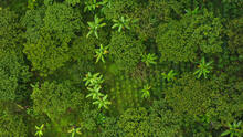 Aerial view of a shade-grown coffee farm. The canopy of many trees covers the farm, making it difficult to see the coffee plants below.