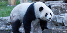 Giant panda Qing Bao explores her habitat at Smithsonian's National Zoo and Conservation Biology Institute. Credit: Roshan Patel/Smithsonian
