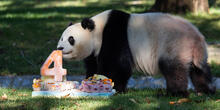 Giant panda Qing Bao enjoys her "4-ever sweet" birthday cake at Smithsonian's National Zoo and Conservation Biology Institute. Credit: Roshan Patel/Smithsonian