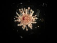 A juvenile sea urchin against a black background. It has light, mottled coloration and small spines jutting out from its spherical center