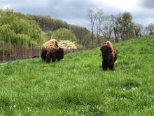 American bison Ten Bears (left) and Kicking Bird (right) at the Smithsonian Conservation Biology Institute in Front Royal, Virginia. 