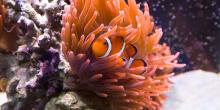 A small, bright orange clownfish with white stripes and black-lined fins nestled in a sea anemone