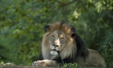 A male African lion laying on the ground with greenery in the background