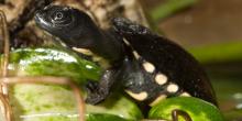 A baby Australian snake-necked turtle that is dark gray with white spots on its underside and around the edge of its shell climbs out of the water onto a green leaf