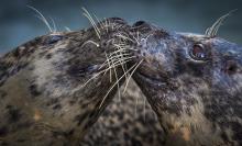 closeup of two harbor seals touching their heads together