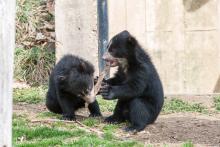 andean bear cubs play with a log together
