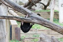 andean bear cub plays, is hanging off branch