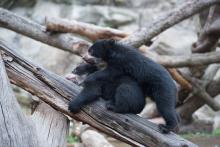andean bear cubs play