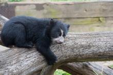 andean bear cub lays down