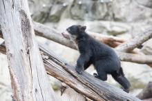 andean bear cub walks up large branch