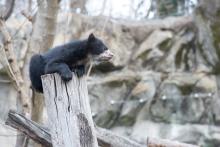 andean bear cub on top of a log looks around
