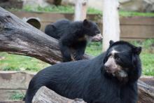 andean bear cubs with mother