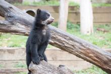 andean bear cub stands
