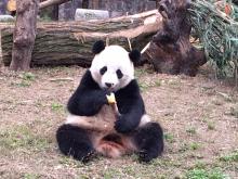 Giant panda Bao Bao eating bamboo in China at the Dujiangyan panda base
