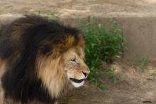 Male lion showing dark long mane