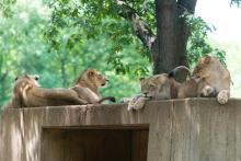 Lions resting on wall
