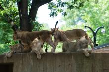 Lions on wall