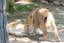 Young lion wrestling with sibling