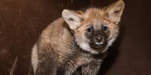 Maned wolf pup stares at the camera