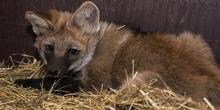Maned wolf pup lies on his bed