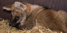 Maned wolf pup lies on his bed