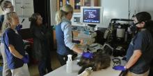 Vets examine Quillby, the North American Porcupine during ultrasound