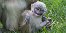 Swamp monkey baby plays with stick