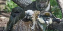 Swamp monkey makes friends with other species, Schmidt's Red-tailed Monkey