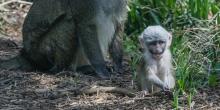 Allen's swamp monkey  Smithsonian's National Zoo and Conservation Biology  Institute