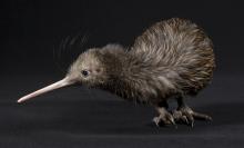 North Island Brown Kiwi on a table