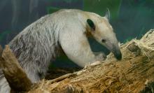 Pale-furred animal with a long snout