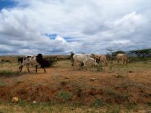 A small herd of cattle grazes in a dry landscape of dirt and grasses under a blue sky with large white clouds. Small trees and more cattle can be seen in the background.