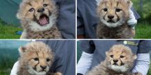 Four photos of individual young cheetah cubs held by animal keepers at the Smithsonian Conservation Biology Institute