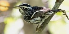 A black-and-white warbler perched on a tree branch