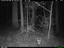 cat caught on a camera trap with a mouse in its mouth 
