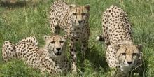 Three Cheetahs