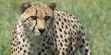 Cheetah stalks