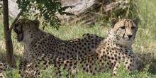 Cheetahs in shade