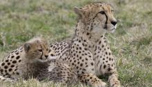 Cheetah and cub