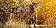 Cheetah in grass